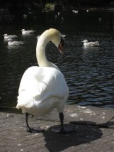 Swan in St. Stephen's Green